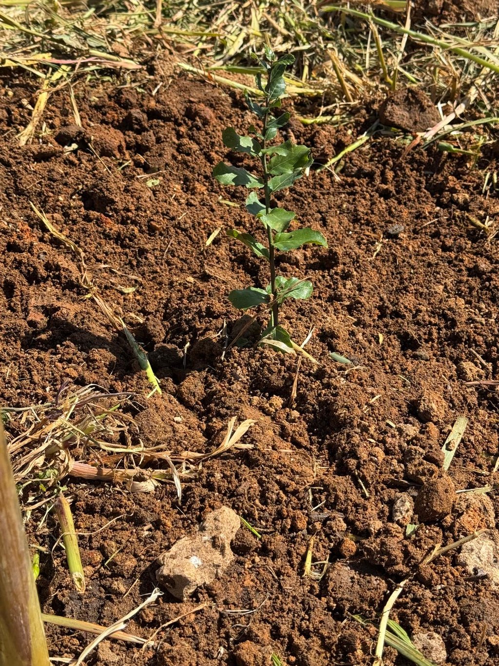 plantacao_05