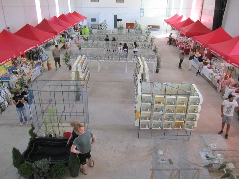 Exposição de Pássaros junta 600 aves