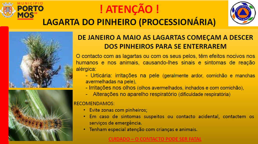 Atenção - Lagarta do Pinheiro (processionária)