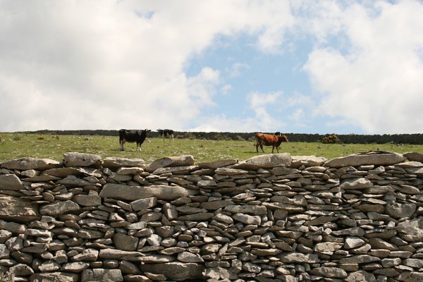 vacas_s_bento_com_16