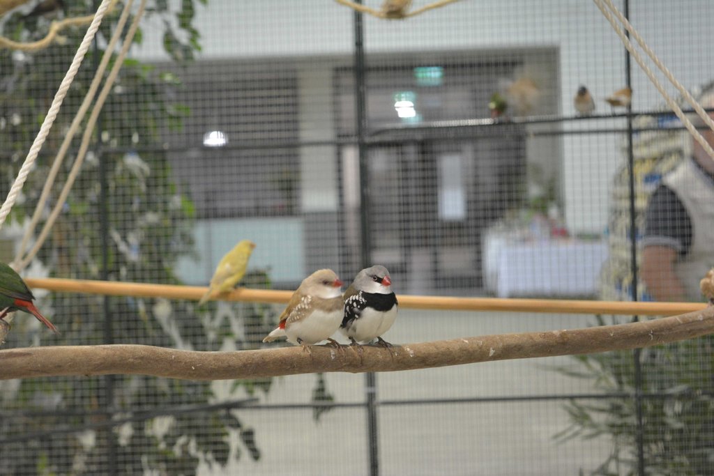 São Silvestre foi, pela segunda vez consecutiva, o palco da Exposição de Pássaros