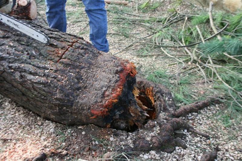 Mau tempo causa estragos no Município de Porto de Mós