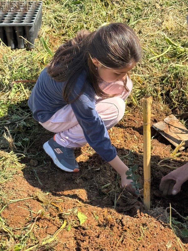 plantacao_01