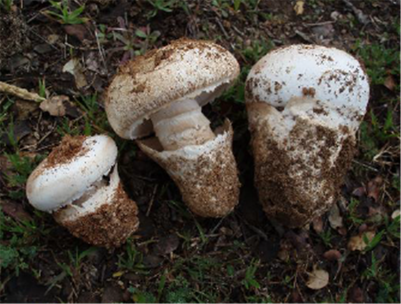 Alerta para uma espécie de cogumelos silvestres de Primavera causadora de intoxicações