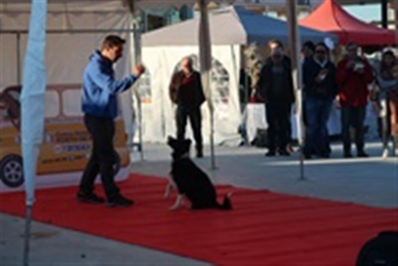 Animais saíram à rua!