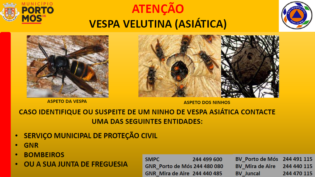 Aviso - Vespa Velutina